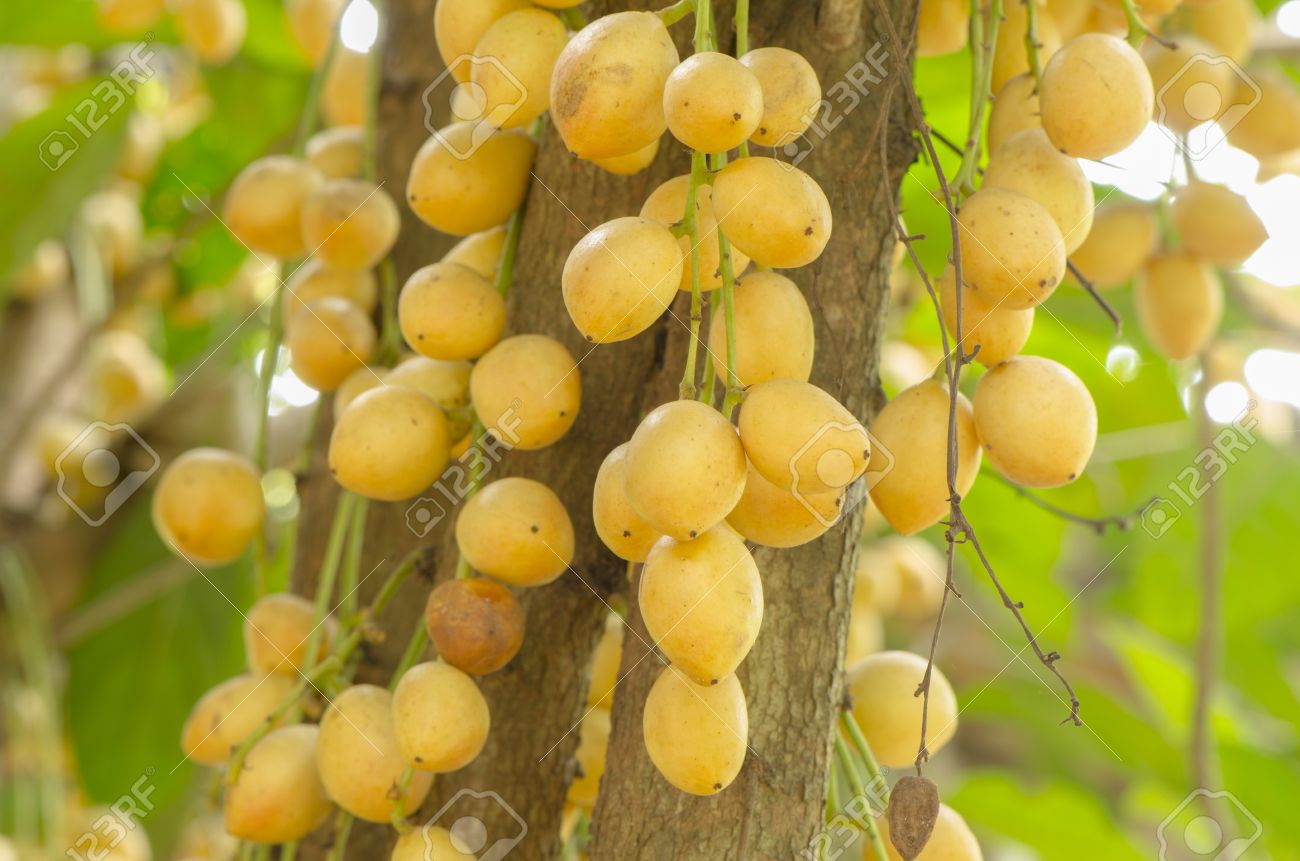 Burmese grape